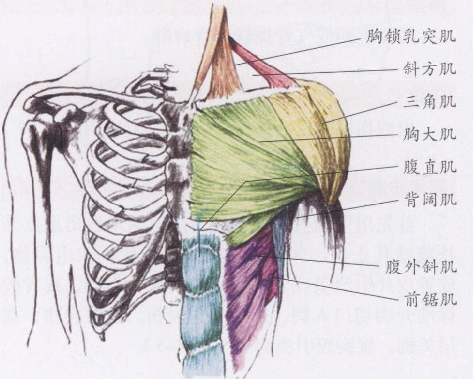 第四节 胸壁开放性损伤清创缝合术